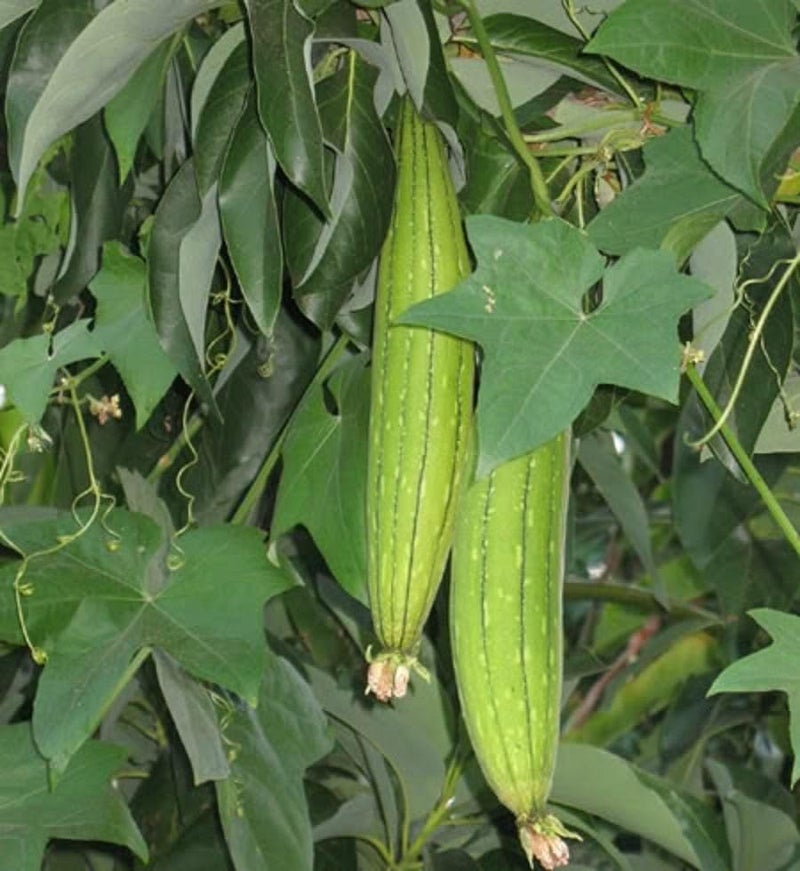 Kalash Sponge Gourd KSP 9159 F1 Hybrid Premium Quality Seeds - 50 Seeds (Made in India) - Image 3