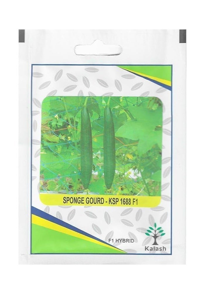 Kalash Sponge Gourd KSP 9159 F1 Hybrid Premium Quality Seeds - 50 Seeds (Made in India) - Image 5