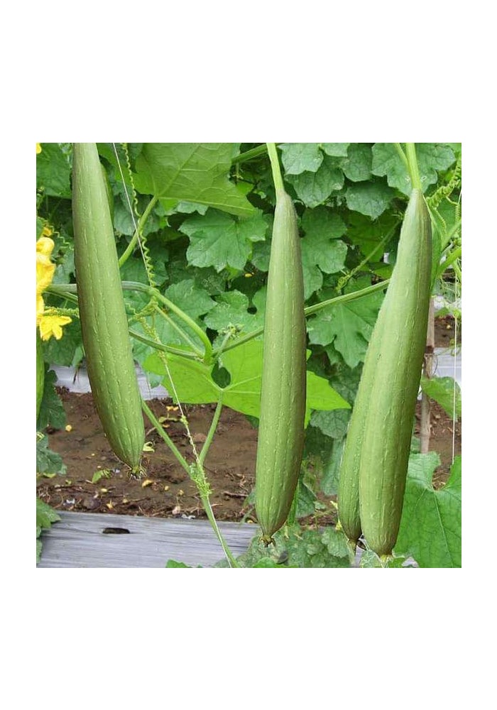 Kalash Sponge Gourd KSP 9159 F1 Hybrid Premium Quality Seeds - 50 Seeds (Made in India) - Image 2