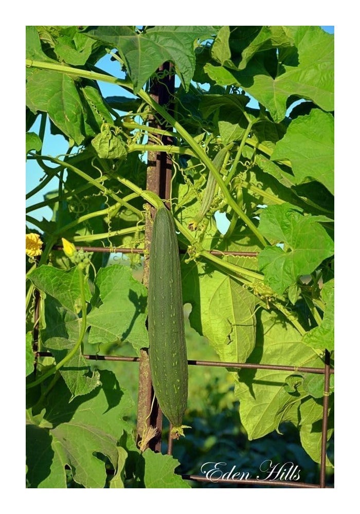 Kalash Sponge Gourd KSP 9159 F1 Hybrid Premium Quality Seeds - 50 Seeds (Made in India) - Image 4