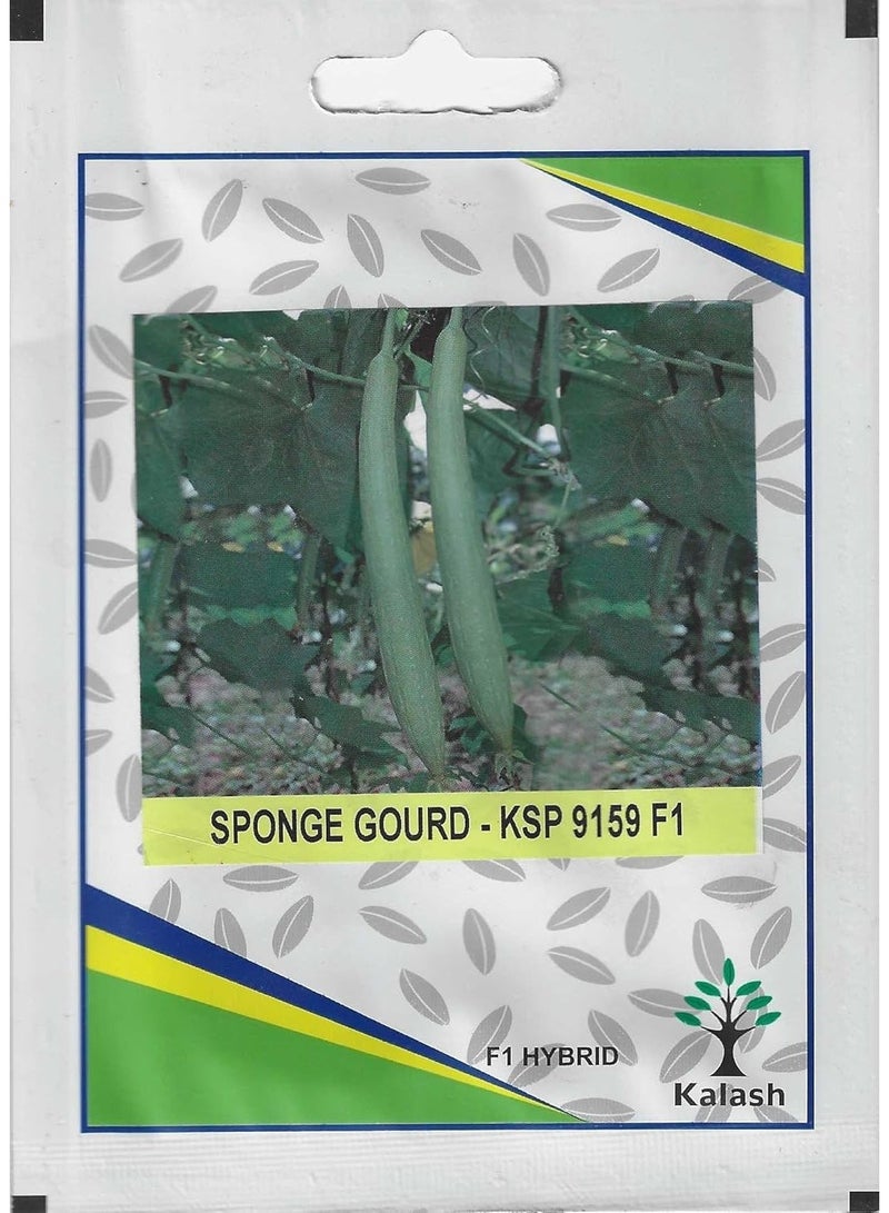 Kalash Sponge Gourd KSP 9159 F1 Hybrid Premium Quality Seeds - 50 Seeds (Made in India) - Image 1
