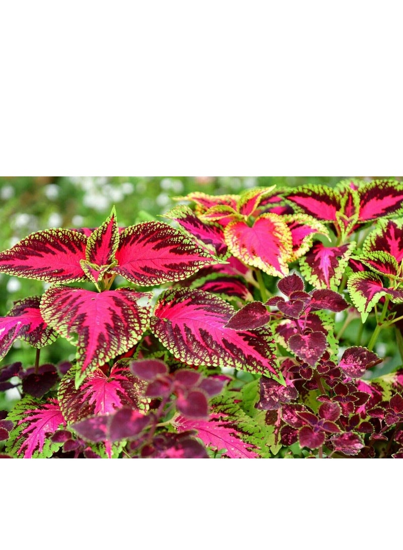 100 pcs Rare Mixed Coleus Flowers Seeds Rainbow Coleus Wizard Mixed Perennial Foliage Plant - Image 3