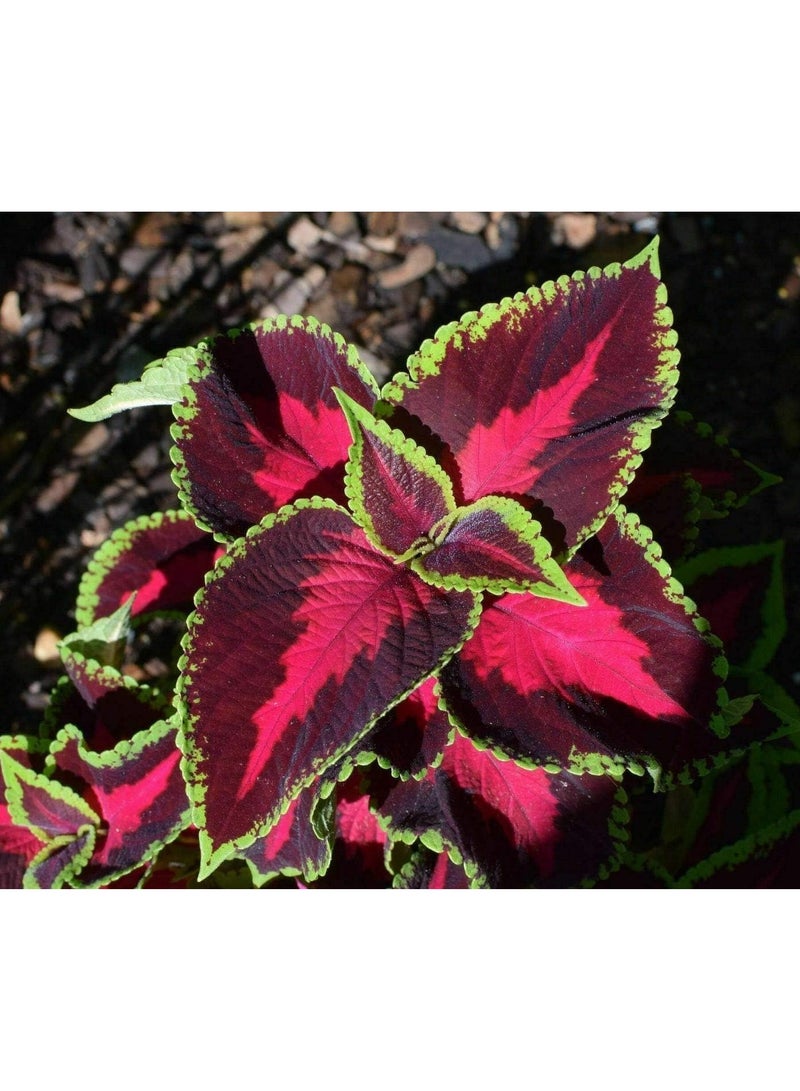 100 pcs Rare Mixed Coleus Flowers Seeds Rainbow Coleus Wizard Mixed Perennial Foliage Plant - Image 4