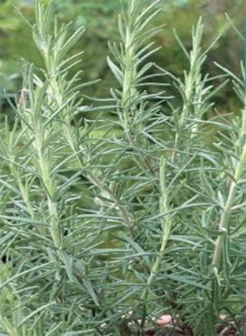 30 بذرة من عشبة إكليل الجبل، فاكهة عشبية نباتية طازجة