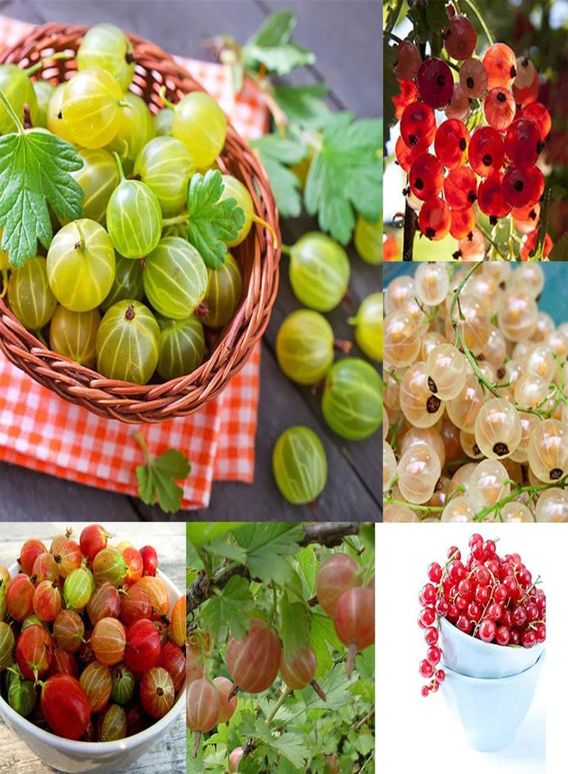 GGOOT 50Pcs Gooseyberry Currant Fruit Seeds, Juicy Home Garden Bonsai Plant - Image 1
