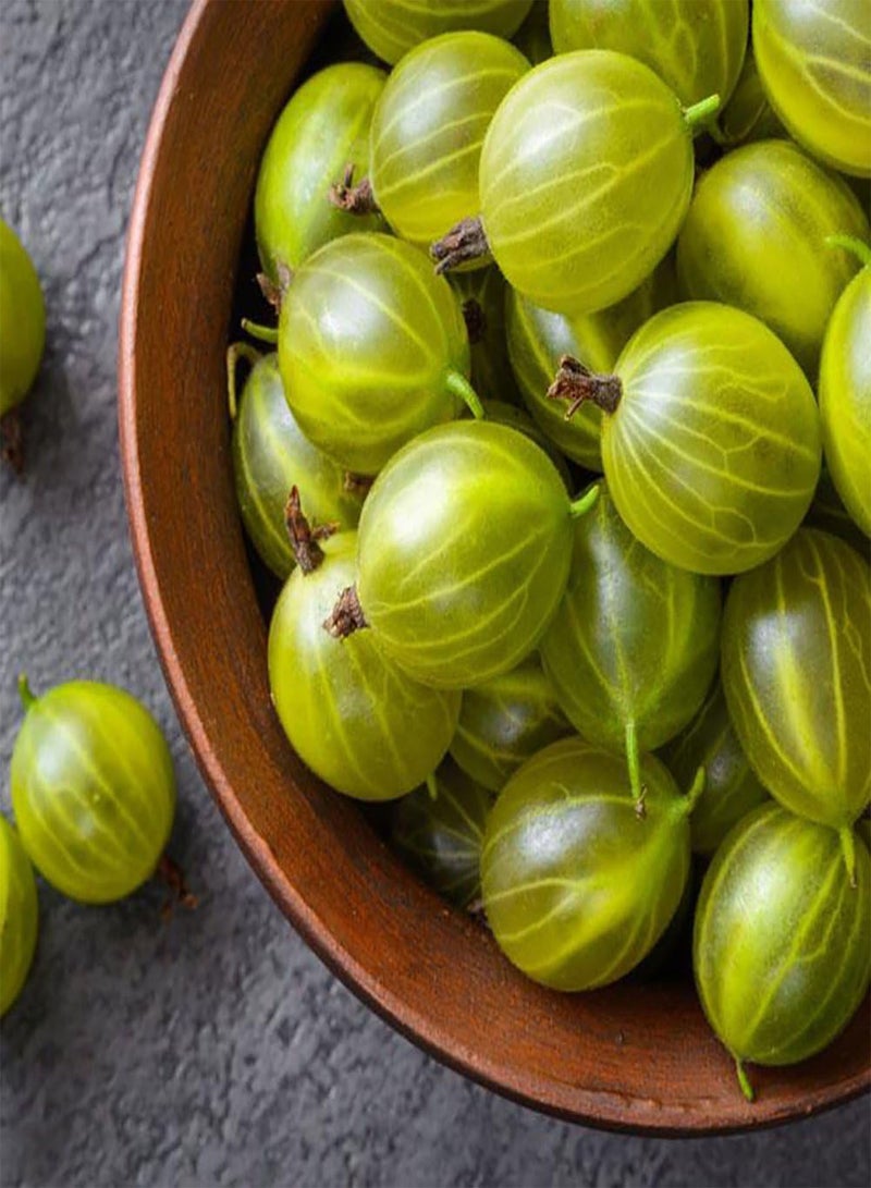 GGOOT 50Pcs Gooseyberry Currant Fruit Seeds, Juicy Home Garden Bonsai Plant - Image 3