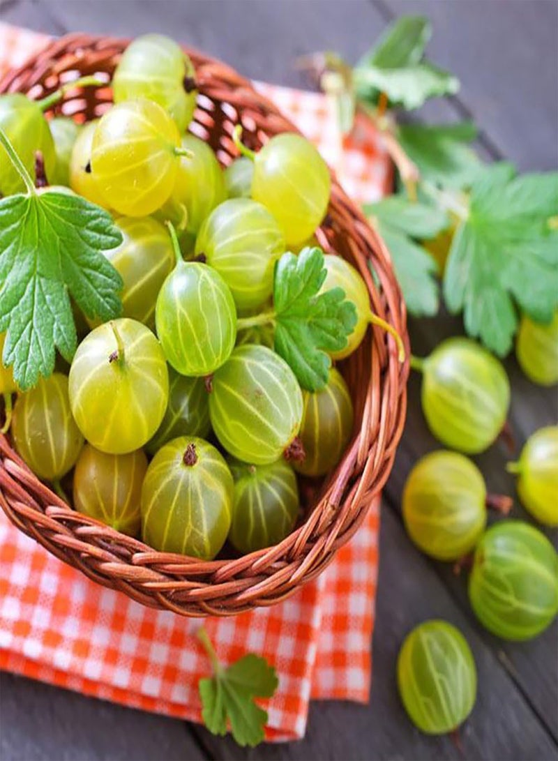 GGOOT 50Pcs Gooseyberry Currant Fruit Seeds, Juicy Home Garden Bonsai Plant - Image 2