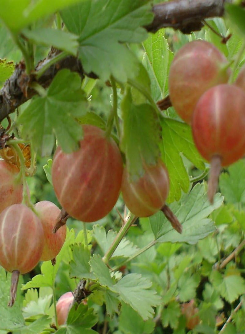 GGOOT 50Pcs Gooseyberry Currant Fruit Seeds, Juicy Home Garden Bonsai Plant - Image 4