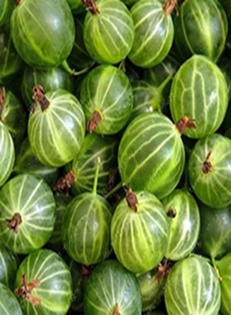 GGOOT 50Pcs Gooseyberry Currant Fruit Seeds, Juicy Home Garden Bonsai Plant - Image 5