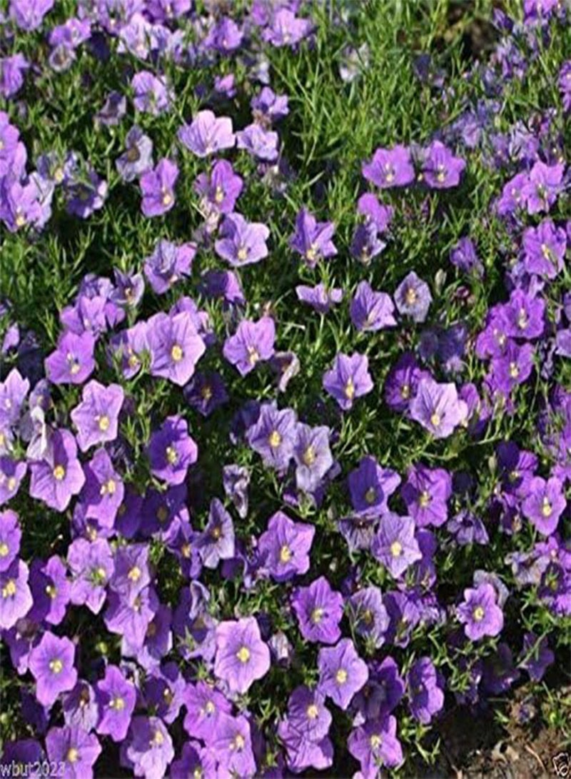 GGOOT Cup Flower Seeds - Purple Robe (Nierembergia Hippomanica Purple Robe) 200 Seeds - Image 2