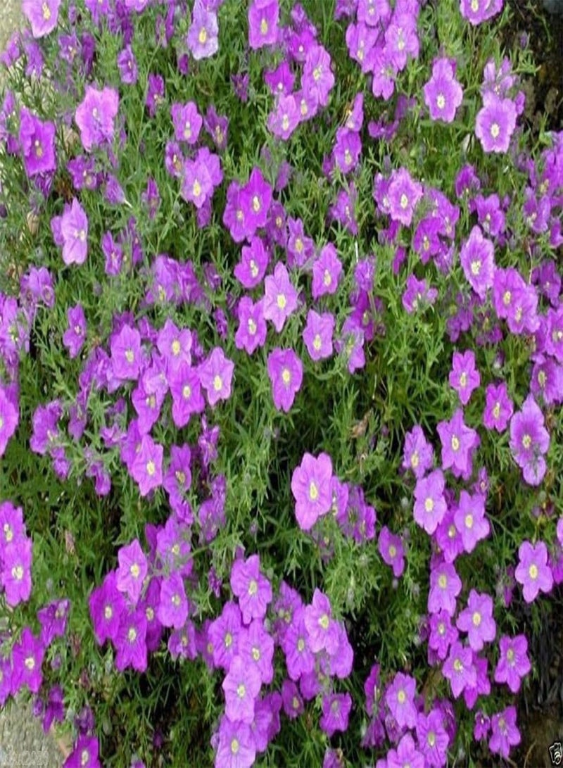 GGOOT Cup Flower Seeds - Purple Robe (Nierembergia Hippomanica Purple Robe) 200 Seeds - Image 1