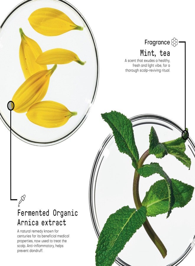 فراميسي شامبو فراميسي مورفوسيس لتخفيف إجهاد فروة الرأس، 8.4 أونصة سائلة، شامبو مهدئ لفروة الرأس الحساسة، مكونات طبيعية ومتوازنة الحموضة. - Image 3