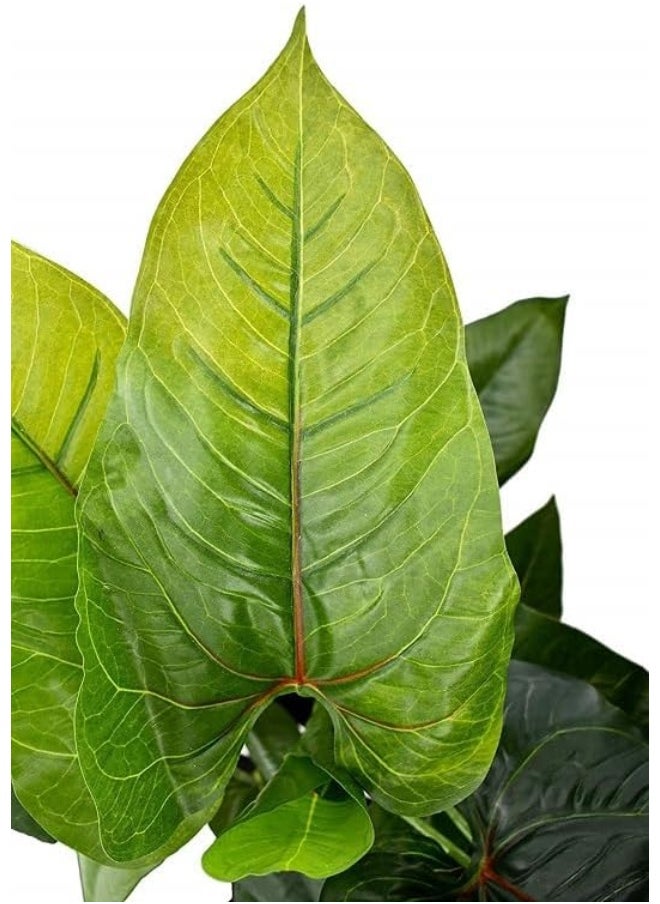 Generic Nearly Natural Real Touch Artificial Calla Plant Fake Leave 65X65X50 Cm Green-Brown  - Image 2
