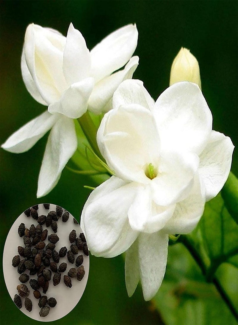 جي جوت 50 قطعة من بذور الياسمين لزراعة بذور الزهور البيضاء المعمرة وبذور الأشجار وبذور نباتات الياسمين في الحديقة المنزلية - Image 1