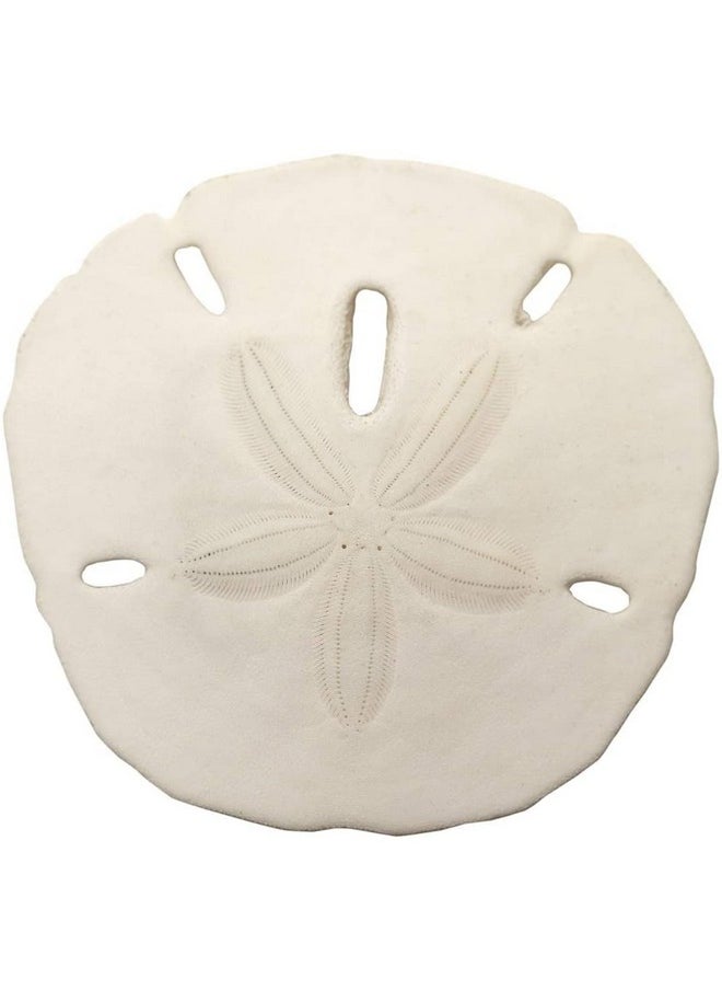 South Beach Crafts Sand Dollars Set Of 12 - Wedding Seashell Craft - Hand Picked And Professionally Boxed (2-2.5 Inches)  - Image 1