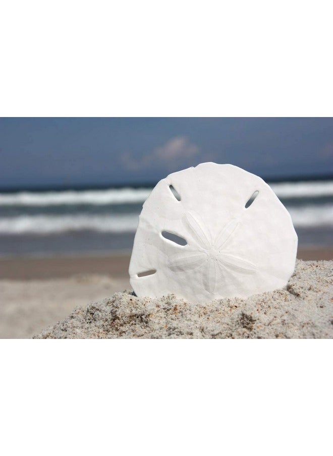 South Beach Crafts Sand Dollars Set Of 12 - Wedding Seashell Craft - Hand Picked And Professionally Boxed (2-2.5 Inches)  - Image 4