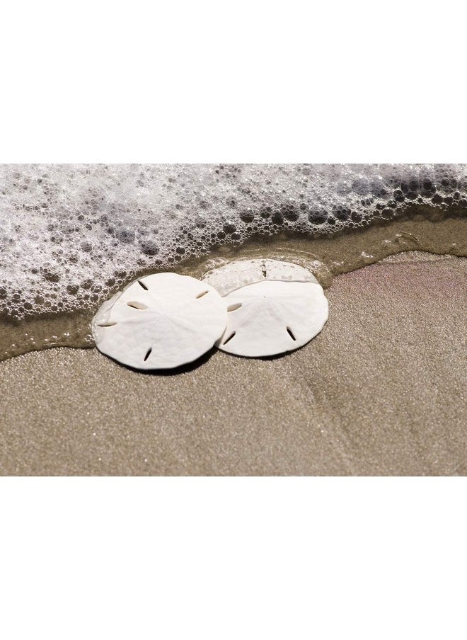 South Beach Crafts Sand Dollars Set Of 12 - Wedding Seashell Craft - Hand Picked And Professionally Boxed (2-2.5 Inches)  - Image 3