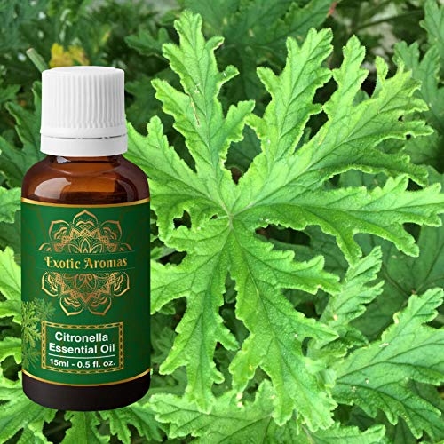 Exotic Aromas Citronella Essential Oil for Aroma Therapy, Hair & Skin (15Ml + 15Ml) Pack of 2 - Image 2