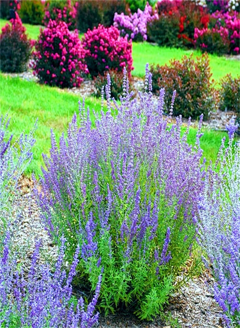 GGOOT Lavender Seeds/Garden Collection Gift/Strong Growing Plant Scented Flowers/Charming Fragrance/Flower Seeds UK/Enjoy Fun of Planting/Perennial Herb - Image 2