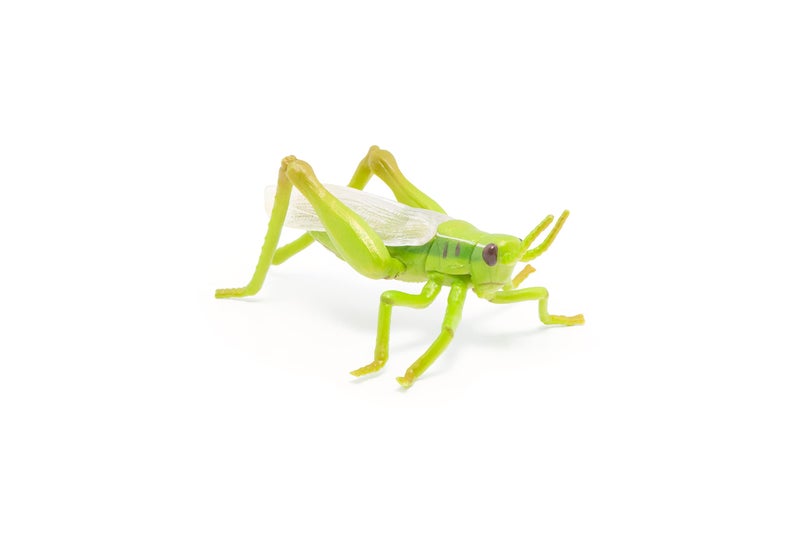 Papo -hand-painted - figurine -Wild animal kingdom - Grasshopper -50268 -Collectible - For Children - Suitable for Boys and Girls- From 3 years old - Image 4