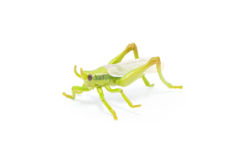Papo -hand-painted - figurine -Wild animal kingdom - Grasshopper -50268 -Collectible - For Children - Suitable for Boys and Girls- From 3 years old - Image 2