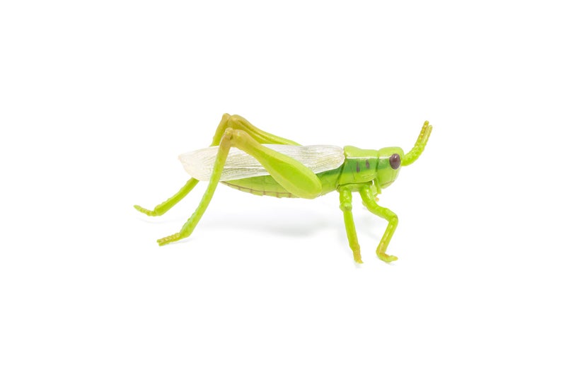 Papo -hand-painted - figurine -Wild animal kingdom - Grasshopper -50268 -Collectible - For Children - Suitable for Boys and Girls- From 3 years old - Image 5