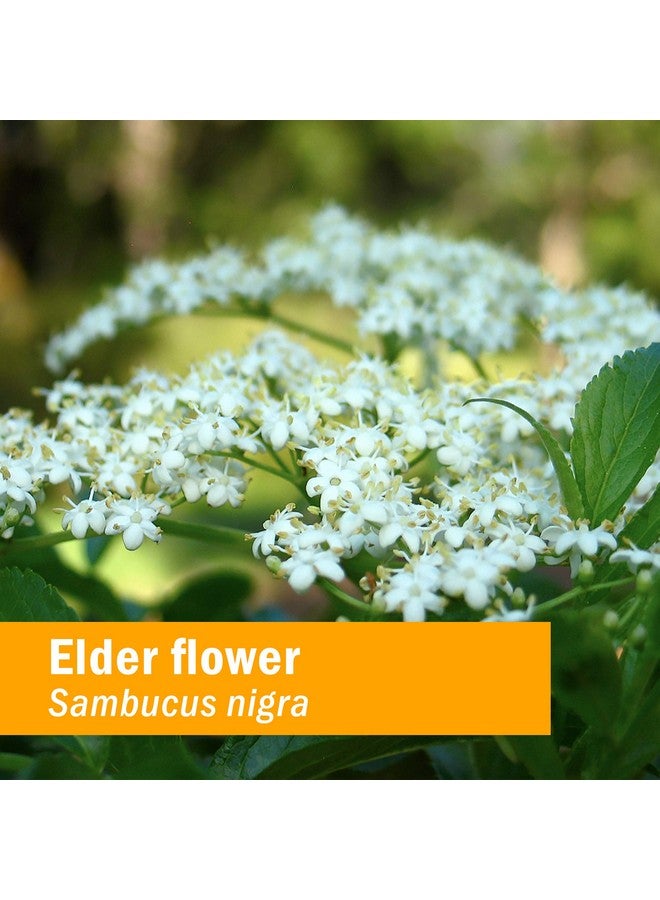 Herb Pharm Certified Organic Elder Liquid Extract - 1 Ounce - Image 2