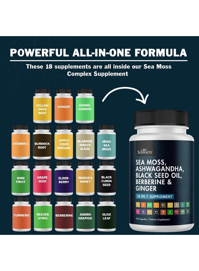 BioSchwartz مكمل زيت بذور الكمون الأسود من بيوشوارز مع طحالب البحر، أشواغاندا، زنجبيل، كركم، بيربرين HCI، جذر الأرقطيون، بلادر وراك، ريسفيراترول، توت البلسان، عسل مانوكا، خل التفاح ACV - 120 كبسولة من طحالب البحر - Image 4