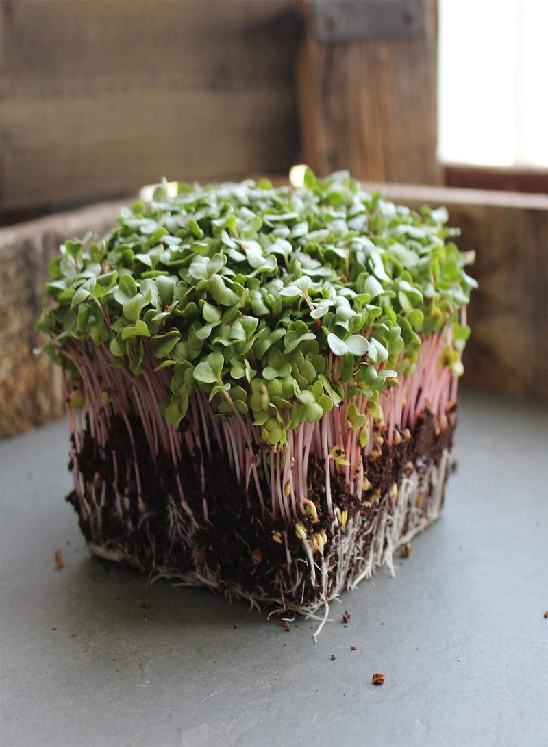 GGOOT Radish Sprouting Seed - Red Arrow Variety - 4 oz Seed Pouch - Heirloom Radish Sprouts - Non-GMO Sprouting and Micro Greens - Image 3