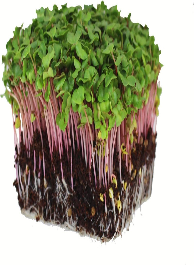 GGOOT Radish Sprouting Seed - Red Arrow Variety - 4 oz Seed Pouch - Heirloom Radish Sprouts - Non-GMO Sprouting and Micro Greens - Image 1