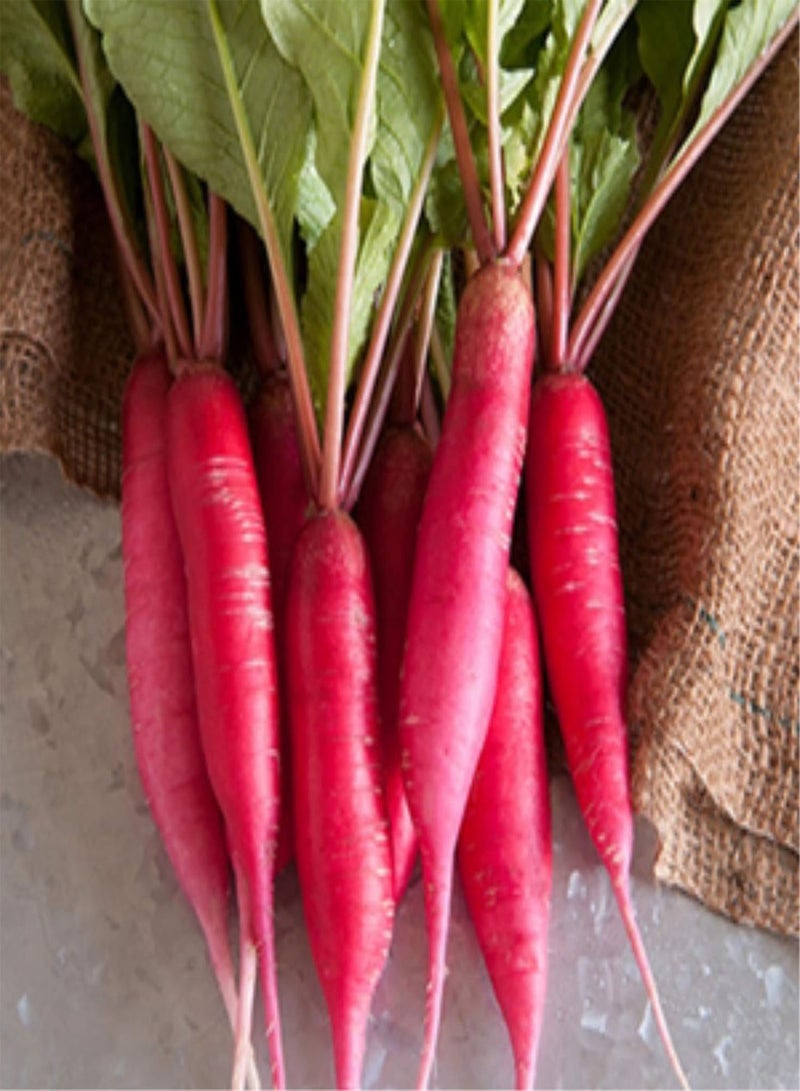GGOOT Radish Sprouting Seed - Red Arrow Variety - 4 oz Seed Pouch - Heirloom Radish Sprouts - Non-GMO Sprouting and Micro Greens - Image 5