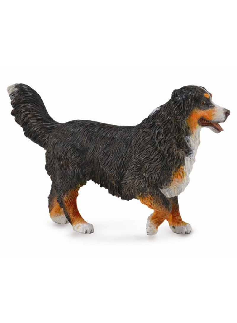 Collecta - Bernese Mountain Dog - 88801