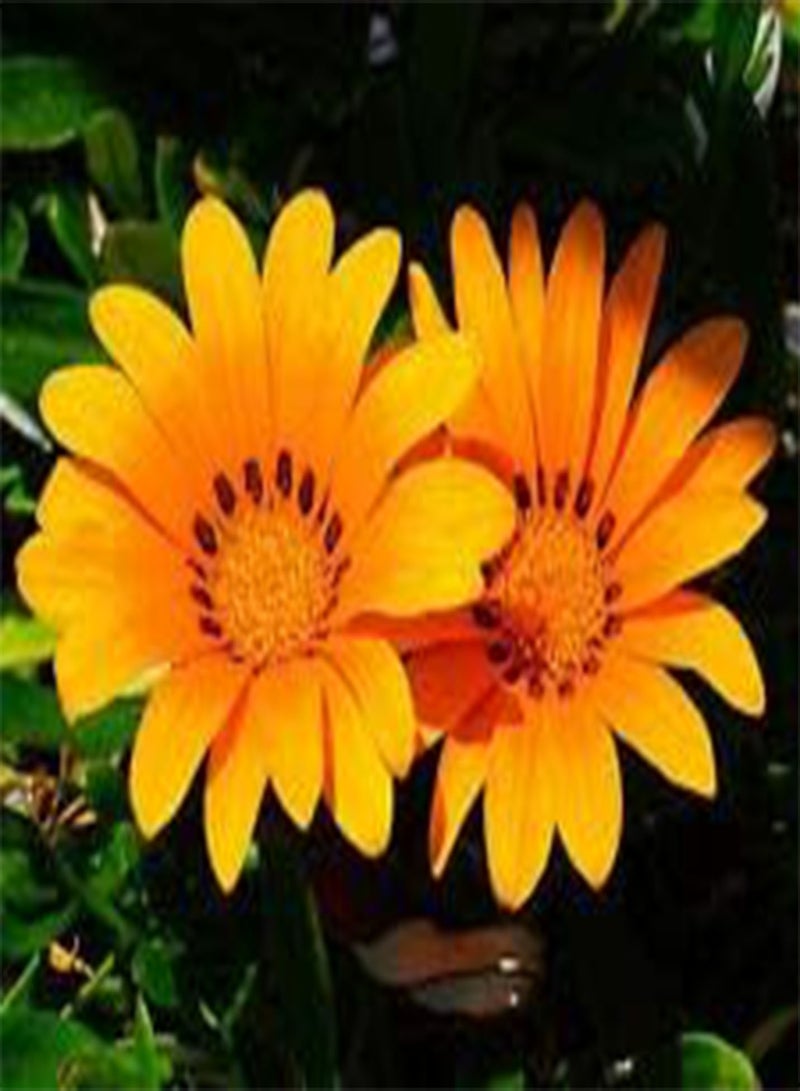 GGOOT Gazania KISS Orange Gazania Rigens - 200 Bulk (PKD) Seeds