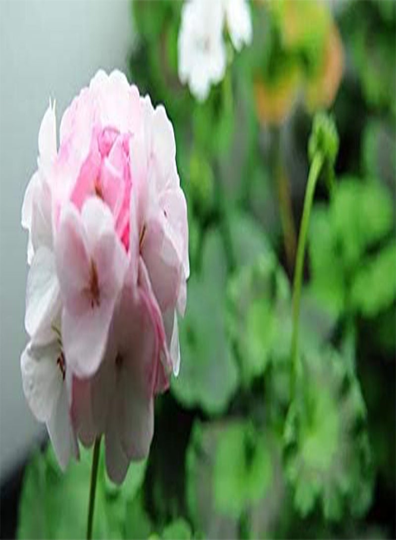 GGOOT seeds Fresh 50pcs Geranium Flower Seeds for Planting Pink Cream