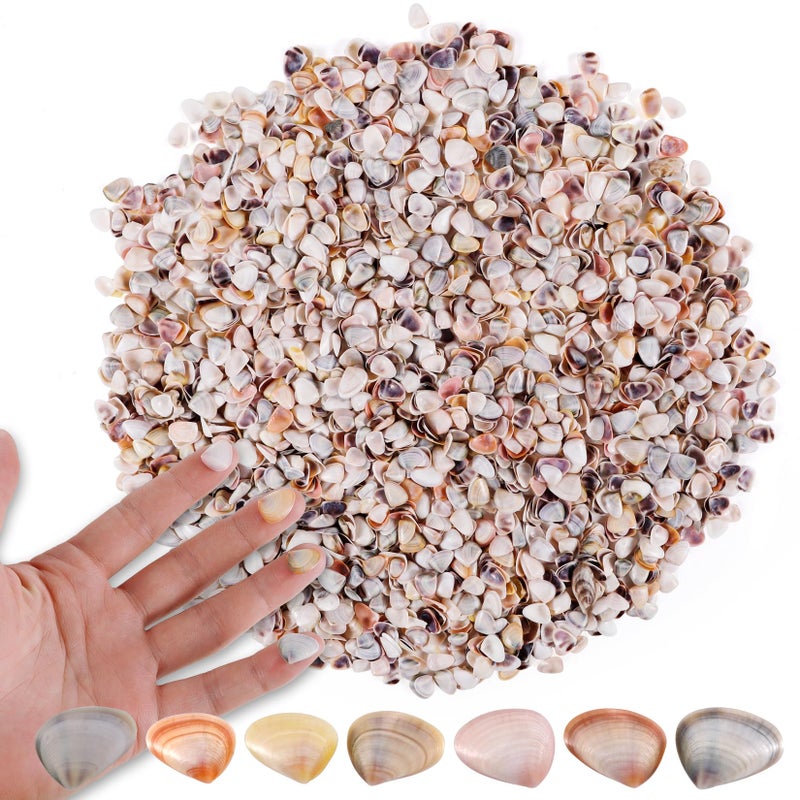PPCLION 1000 Pcs Natural Tiny Small Sea Shells Colorful Clam Shells for DIY Craft, Jewelry Making, Home Decor, Vase Fillers - Image 1