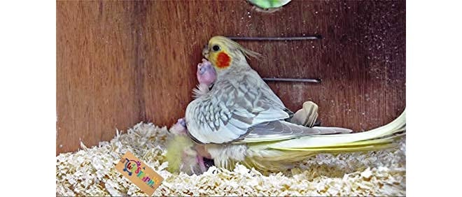 Western Era Natural Wood Shaving Soft Nesting Material for Birds (500grm) - Image 1