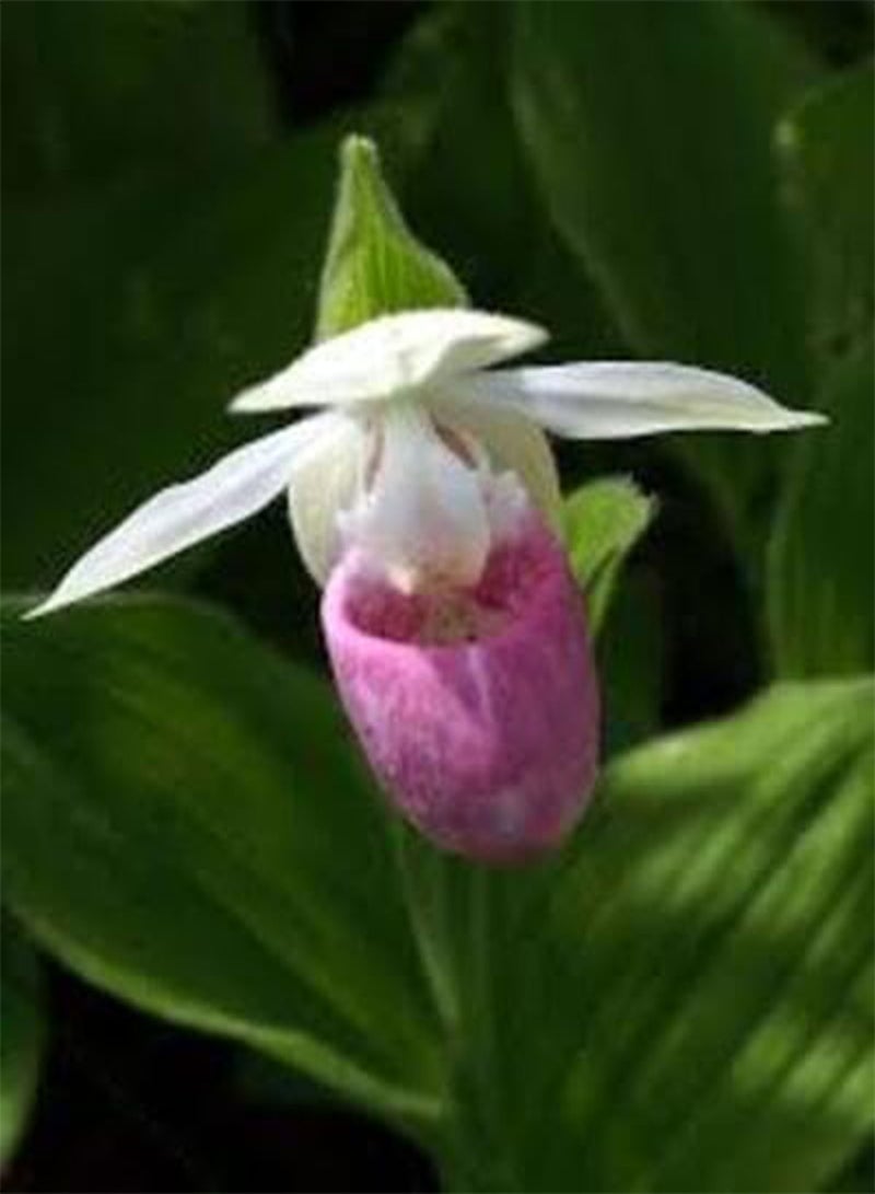 GGOOT 10pcs Fresh Lady Slipper Flower Seeds - Image 3