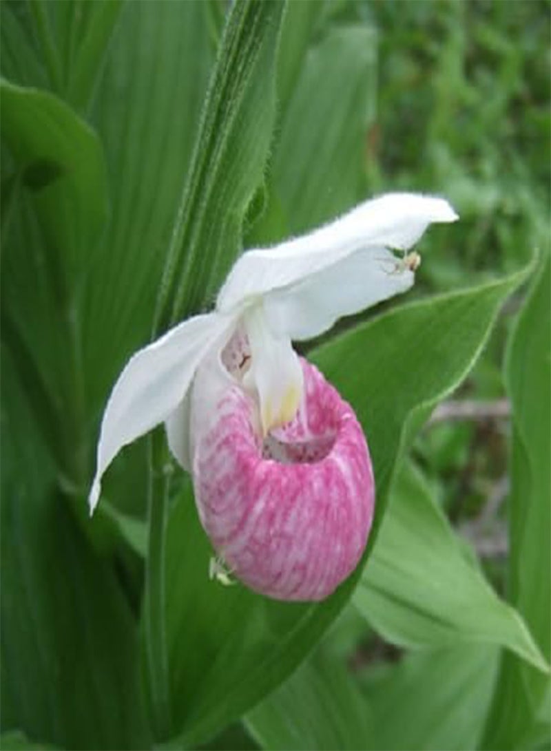 GGOOT 10pcs Fresh Lady Slipper Flower Seeds - Image 2