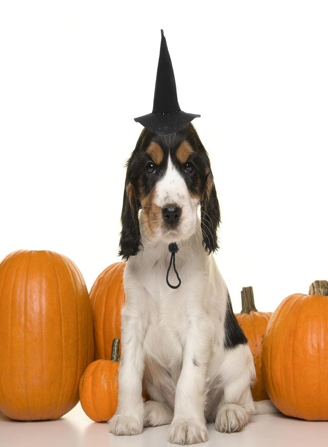 PRETYZOOM 2Pcs Halloween Pet Hat Little Cat Dog Witch Cap with Strap Halloween Party Pet Costume Accessory Party Favors - Image 2