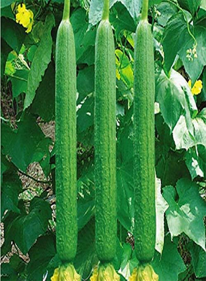 جي جوت عبوة البذور: سبانخ أحمر 100 بذرة: بذور خضراوات لحديقة الفناء غير معدلة وراثيًا اقتصادية ملونة صورة العبوة - Image 4