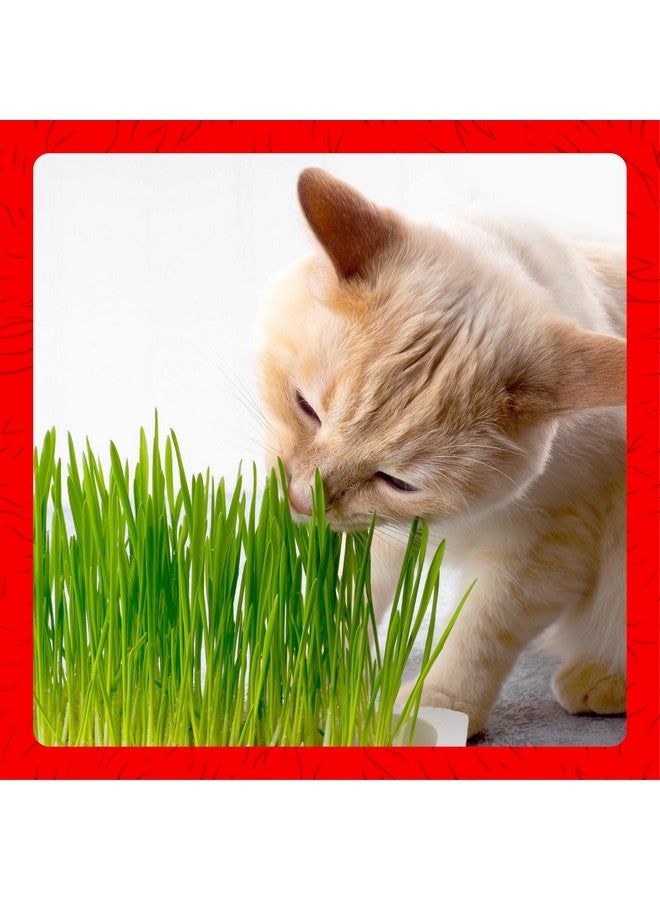 ميراكل كير مجموعة زراعة عشب القطط Miracle Care Cat-A'bout للقطط المنزلية، 5.25 أونصة، لجميع أنواع القطط، تتضمن مجموعة زراعة عشب القطط مزيجًا للتربة وبذورًا وحاوية - Image 5