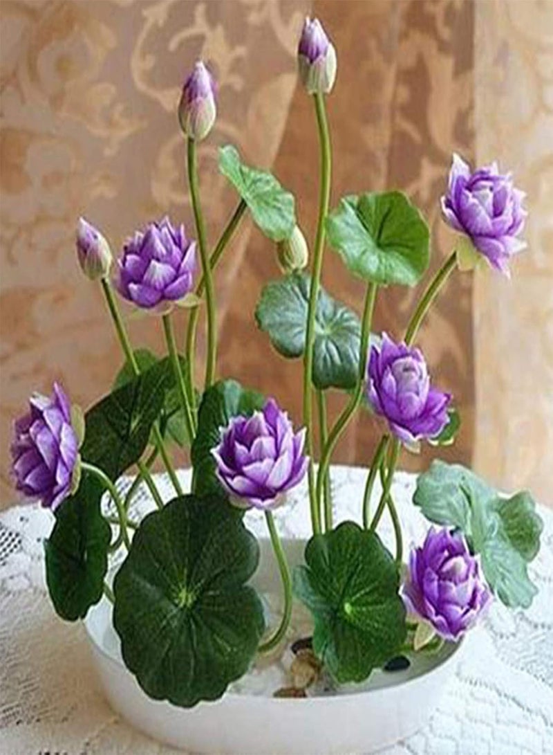 GGOOT 1 Bag Bowl Lotus Seeds for Planting,Mini Rare Mix Color Natural Flower Seed for Garden - Bowl Lotus Seeds  - Image 5