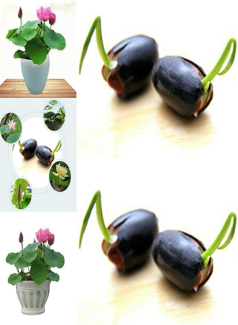GGOOT 1 Bag Bowl Lotus Seeds for Planting,Mini Rare Mix Color Natural Flower Seed for Garden - Bowl Lotus Seeds  - Image 3