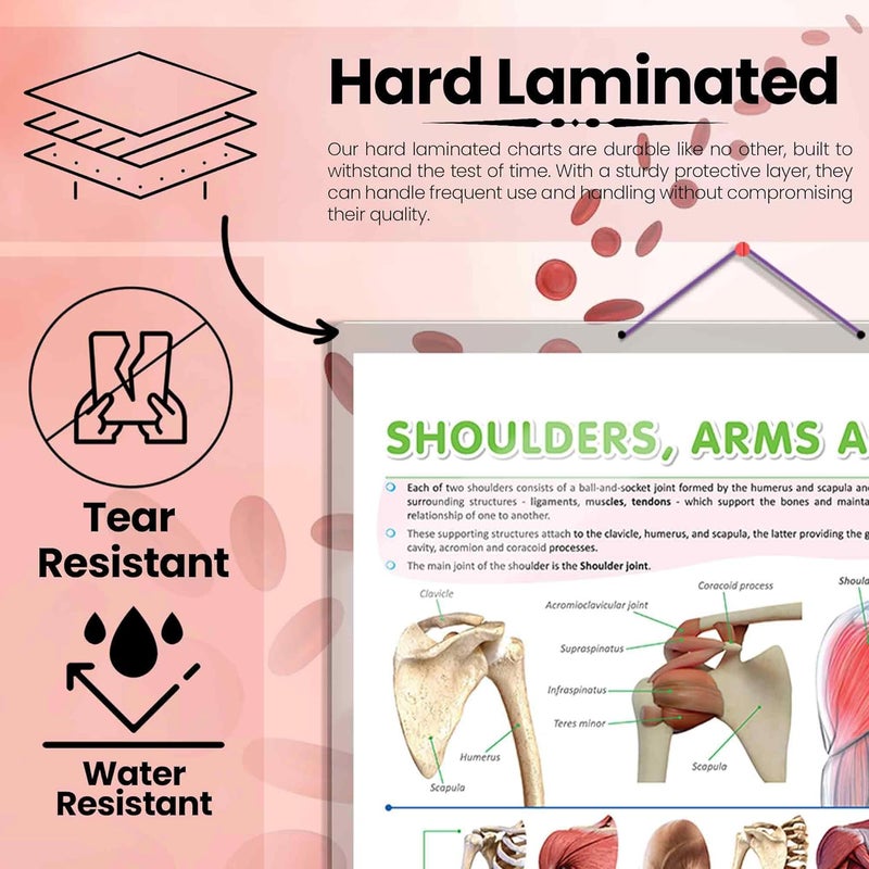 GoWoo COMBO OF 5 ANATOMY CHARTS - Image 2