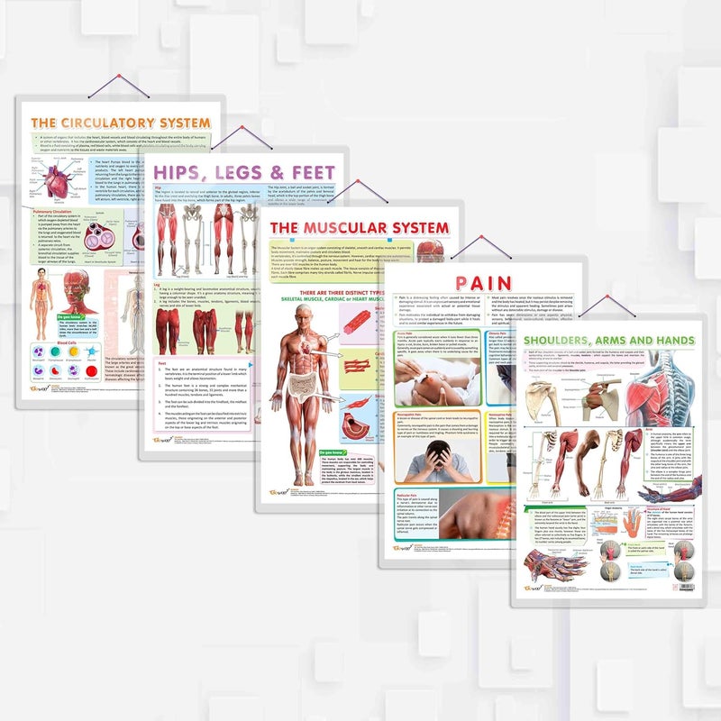 GoWoo COMBO OF 5 ANATOMY CHARTS - Image 1