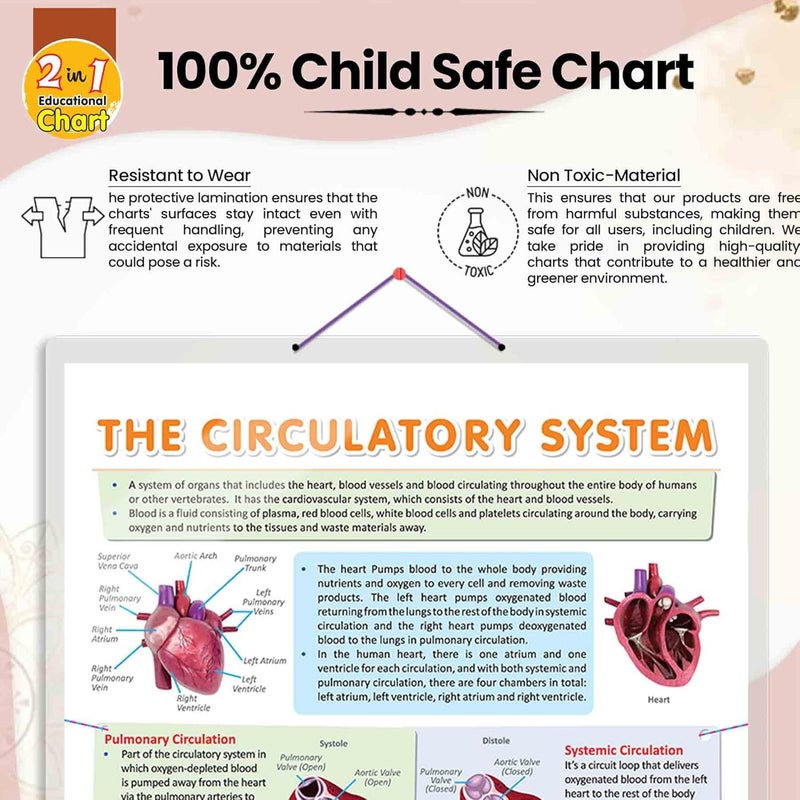 GoWoo COMBO OF 5 ANATOMY CHARTS - Image 5