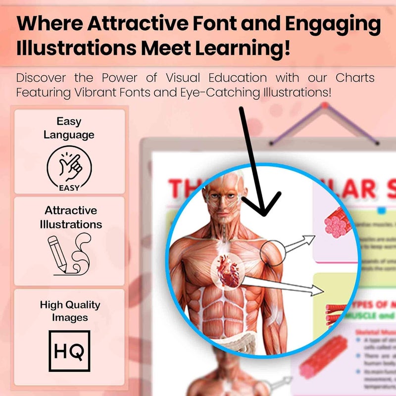 GoWoo COMBO OF 5 ANATOMY CHARTS - Image 4
