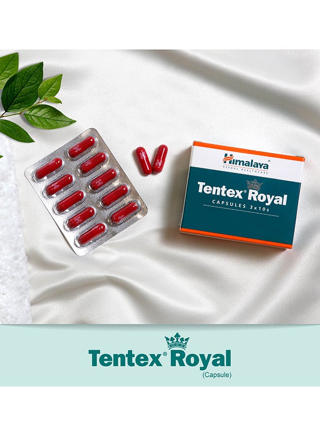 Himalaya Tentex Royal 30'S; Natural Erection Support - Image 4
