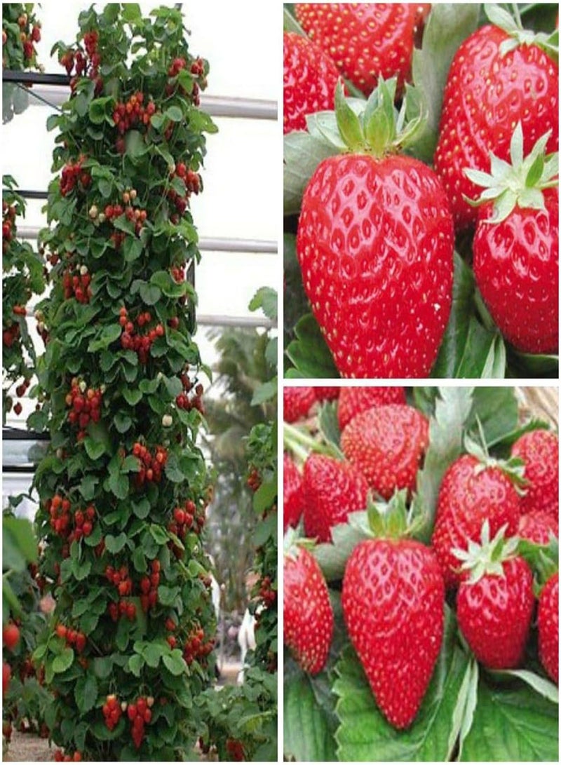 GGOOT 50 Japanese Hokowase Strawberry Fruit Seeds - Image 2