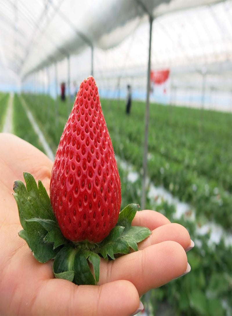 GGOOT 50 Japanese Hokowase Strawberry Fruit Seeds - Image 1